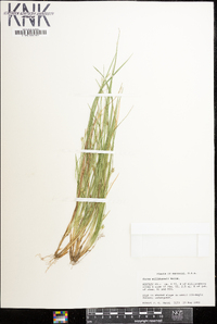 Carex willdenowii image