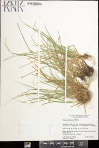 Carex willdenowii image