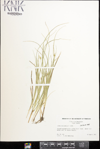 Carex willdenowii image