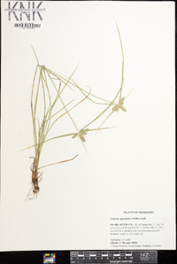 Cyperus aggregatus image