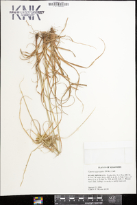 Cyperus aggregatus image