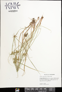 Cyperus aggregatus image