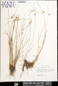 Cyperus aggregatus image