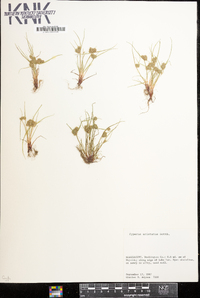 Cyperus squarrosus image