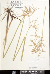 Cyperus articulatus image