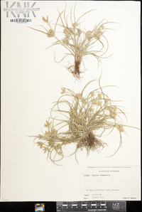 Cyperus compressus image