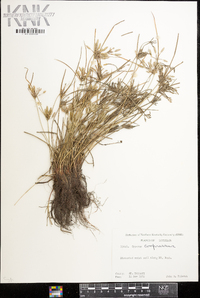 Cyperus compressus image