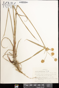 Cyperus cephalanthus image