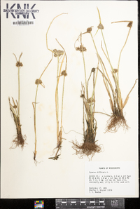 Cyperus difformis image