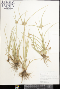 Cyperus entrerianus image