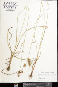 Cyperus echinatus image