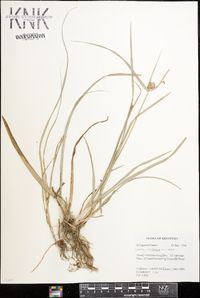 Cyperus echinatus image