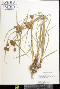 Cyperus echinatus image