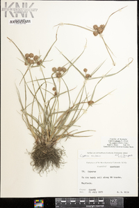 Cyperus echinatus image