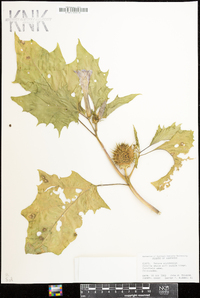 Datura stramonium image