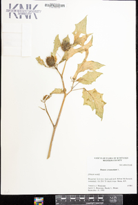 Datura stramonium image