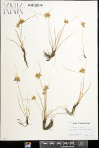 Cyperus flavescens image