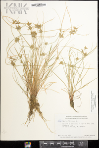 Cyperus flavescens image