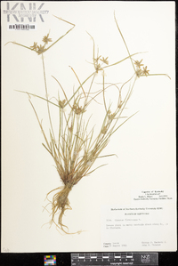 Cyperus flavescens image