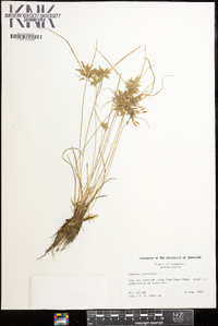 Cyperus flavescens image