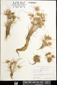 Cyperus flavescens image