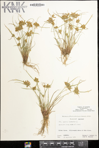 Cyperus flavescens image