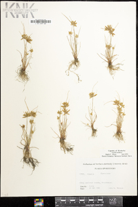 Cyperus flavescens image