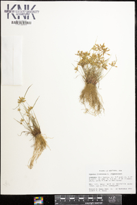 Cyperus flavescens image