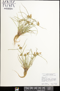 Cyperus flavescens image