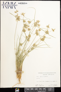 Cyperus flavescens image