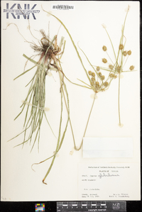 Cyperus globulosus image