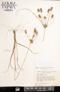 Cyperus hystricinus image