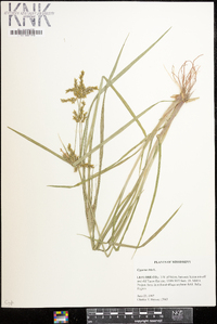 Cyperus iria image