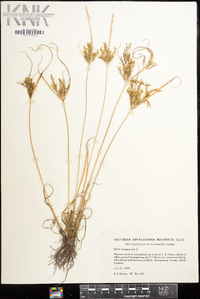 Cyperus iria image