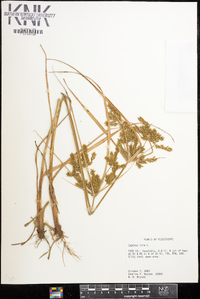 Cyperus iria image