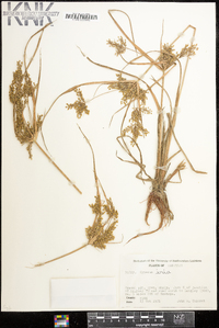 Cyperus iria image