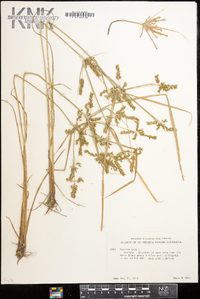 Cyperus iria image