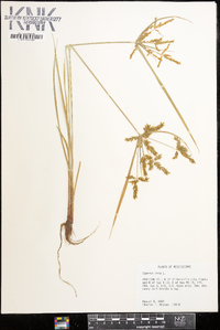 Cyperus iria image