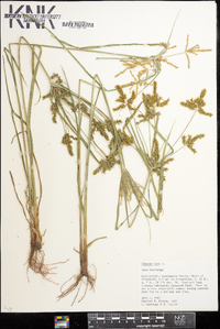 Cyperus iria image