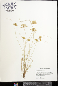 Cyperus lanceolatus image