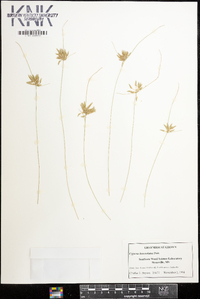 Cyperus lanceolatus image