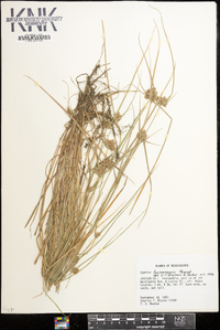 Cyperus louisianensis image