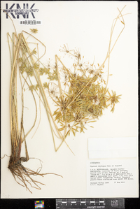 Cyperus oxylepis image