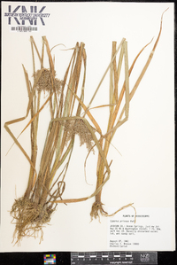 Cyperus pilosus image