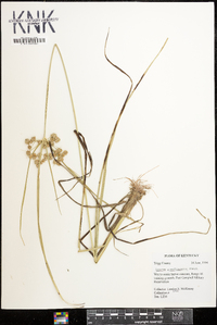 Cyperus pseudovegetus image