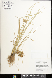 Cyperus pseudovegetus image