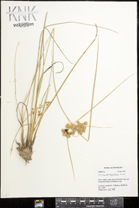 Cyperus pseudovegetus image