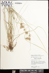 Cyperus retroflexus image