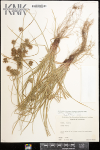 Cyperus retroflexus image