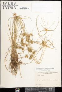 Cyperus retroflexus image